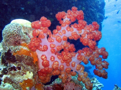 Корали от Големия бариерен риф са ”сготвени” до смърт