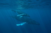 Семейство китове блокира трафика в пристанището на Барселона