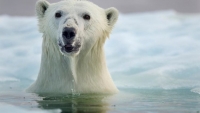 Откриха перфектно запазена мечка в леда на арктическия архипелаг