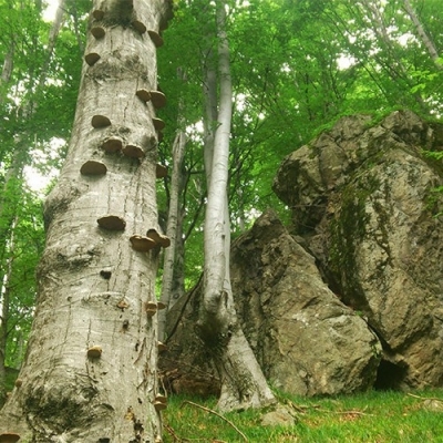 Столетни букови гори вкараха Централния Балкан в ЮНЕСКО