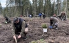 Засадиха 2400 фиданки смърч в пострадала от буря гора край Доспат