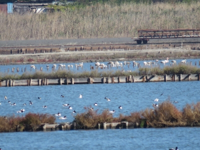 Нова рекордна численост на розовото фламинго в Атанасовско езеро