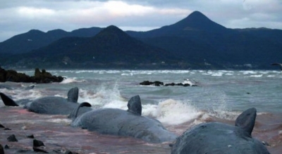 Стотици китове се самоубиха в Нова Зеландия