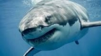 Сърфист оцеля по чудо след атака от голяма бяла акула