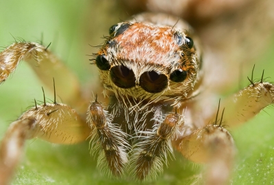 Ако паяците се обединят, ще унищожат човечеството за година