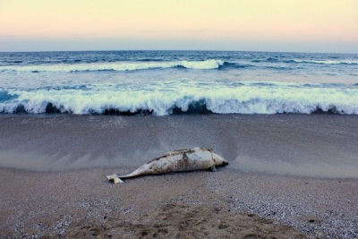 РИОСВ: Няма насилствена смърт при намерените мъртви делфини 