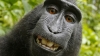 Полицията в тайландска провинция вече ще преследва маймуни, които създават проблеми