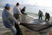 Въвежда се любителски билет за риболов в Черно море