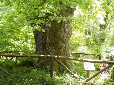 Предлагат да бъдат защитени вековни дървета от странджански дъб- лъжник