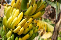 Гъбична инфекция може да срине търговията с банани