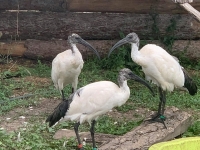 Три свещени ибиса са новите обитатели в Зоопарк Бургас
