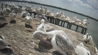 Пеликаните заеха новите си бургаски квартири