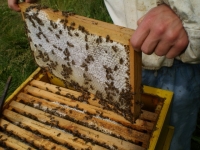 Внимание пчелари: Пръскат с инсектициди