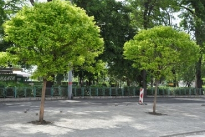 Заменят 11 стари дървета по „Демокрация“ с 11 нови от вида кълбовидна акация