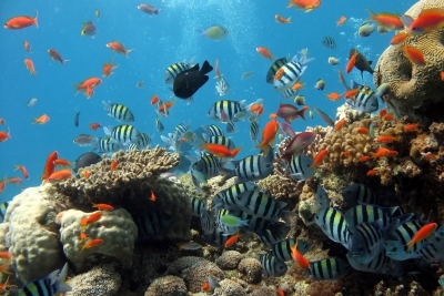Затоплянето забавя възстановяването на Големия бариерен риф