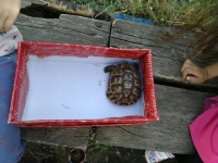Деца спасиха костенурка от защитен вид