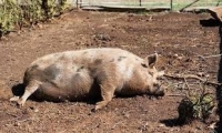 Огнище на африканска чума по свинете откриха във варненско село
