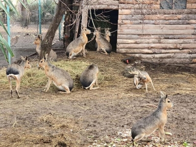 Зоопарк Бургас работи с лятно работно време и без почивен ден 