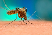 Учен разкри как комарите избират жертвите си
