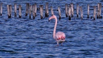 За първи път розово фламинго гнезди у нас – в Бургас 
