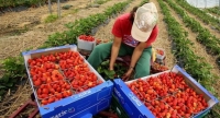 40 евро на ден за берачки на ягоди в Испания
