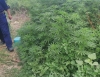 89 килограма марихуана откриха край Петрич 