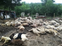 Избиха 400 овце и кози в Странджа заради чума
