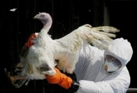 Разпоредиха мерки за предотвратяване на болестта грип по птиците