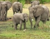 Ботсвана съобщи за мистериозната смърт на стотици слонове 
