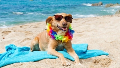Нови мерки по наредбата за кучета на плажа