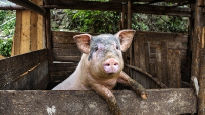 ЕК ни възстановява над 15 млн. лева, разходвани за борба с африканската чума по свинете