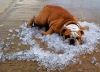 Любимото ни куче в летните жеги