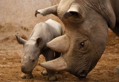 Южна Африка отмени забраната за търговия с рог на носорог