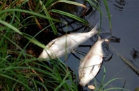 Екоинспекцията в Бургас проверява сигнал за измряла риба в река Караагач