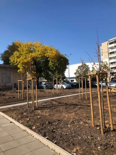 Общината засажда 230 дръвчета в к-с „Изгрев“  по програма "Моят град, моят квартал, моята улица“