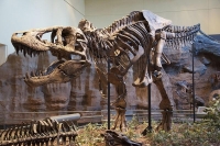 Откриха скелет на гигантски динозавър на 70 милиона години, свързан от черепа до опашката