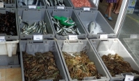 Данъчни атакуваха търговци на риба на Краснодар