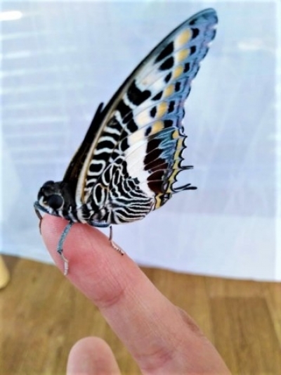 В Бургас откриха жива изложба с някои от най-красивите тропически пеперуди