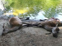 Страховита гледка на Ропотамо: Младо семейство се натъкна на мъртви елени, положени край реката
