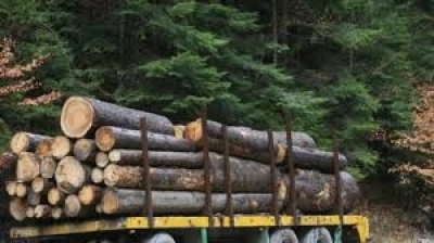Четири акта в Бургаско за незаконна дървесина, масови проверки в цялата страна