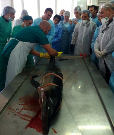 Италиански учен аутопсира запазени трупове на умрелите през лятото делфини  