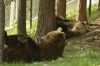 COVID затвори парка за танцуващи мечки над Белица 