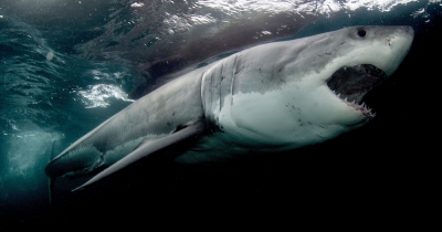 Акула нападна и уби леководолаз в Австралия