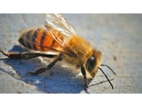 Обявиха пчелата за най-важното живо същество на планетата 