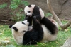 Роди се инвитро бебе панда