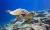 Заплаха дебне  ястребоклюните морски костенурки в южната част на Тихия океан