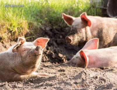  ЕК обяви, че положението с африканската чума по свинете в България е "много тревожно" 