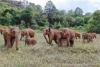 Стадо слонове, което обикаля из Китай повече от година, е сензация в социалните мрежи