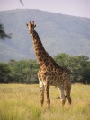  Австралийски жираф беше обявен за най-високия в света
