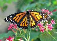 Екзотичната изложба на живи пеперуди идва за втори път във „Флората“
